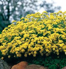 Image result for Aurinia