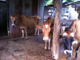 Få 9.000 endnu en dairy cow being milked on stockvideo på 29.97 fps. Early Morning Cow Routines The Permaculture Research Institute