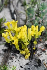 Image result for Sebaea