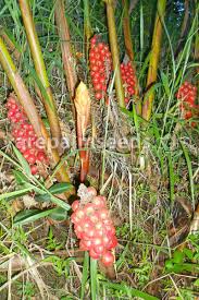 Image result for Renealmia