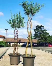 La jacinthe d'eau est utilisée, car elle purifie l'eau. Blog Osez Planter Ca Pousse