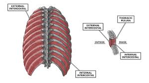 Muscle spasms located in the rib cage are often observed in people who strain or overwork their upper body muscles. Crossfit Thoracic Muscles Part 1