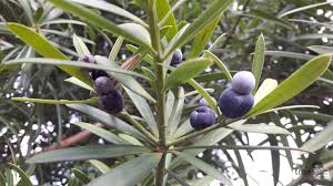 Image result for Podocarpus latifolius