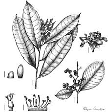 Image result for Linaceae