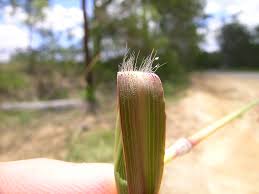 Image result for Capillipedium