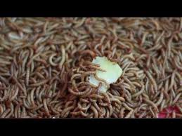 Eating Earth Worms In Saigon Extreme Vietnamese Street Food With Back Of The Bike Tours Vietnamese Street Food Street Food Bizarre Foods