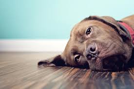 Eventually, the tumor will cause serious abdominal hemorrhage. Canine Liver Cancer Lovetoknow