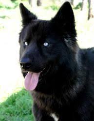 Siberian Husky Black And Blue Eyes Image Result For Blue Eyed Black Husky Husky Dogs Black Husky Siberian Husky Dog
