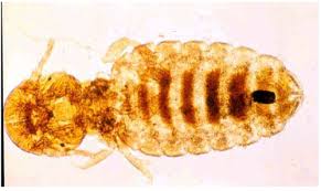 Image result for what do Mallophaga look like in dog fur