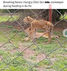 Lion attack at Obafemi Awolowo University Zoological garden in Ile-Ife,  Nigeria
