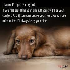 Pin By Houston Potter On Dachshunds Dachshund Puppies Dogs Dachshund Breed