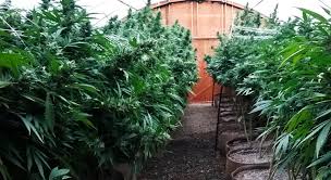 Guía completa de la marihuana casera. Como Elegir El Mejor Sustrato Para Plantar Marihuana La Huerta Blog