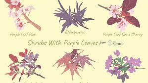 Plant in full sun or partial shade. 9 Ornamental Trees And Shrubs With Purple Leaves