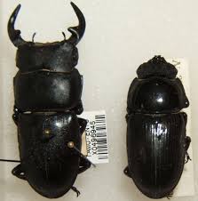 There are types of these small and black insects. Common Beetles Identification And Guide With Photos Owlcation