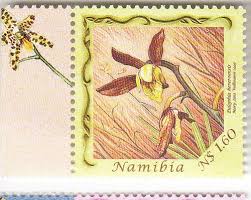 Image result for Eulophia hereroensis