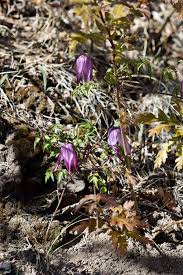 Image result for Clematis commutata