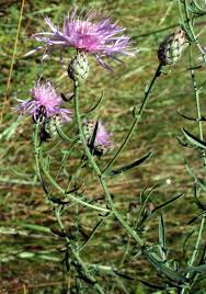 Image result for Stoebe