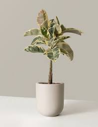 Image result for Ficus tettensis