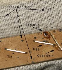 Image result for bed bugs droppings