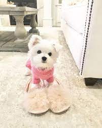 The Most Fabulous Girl Dog Essentials Accessories Girl And Dog Puppy Accessories Puppy Clothes