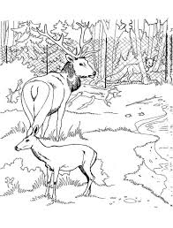 Ah, the smell of the fresh air, trees, and earth in nature's grandest location. Online Coloring Pages Coloring Page Deer Walked In The Woods And Saw A Fox Nature Coloring Download And Print Free