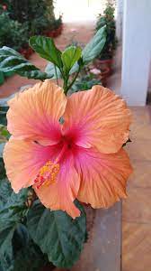 Hibiscus Home Garden Pune India 24 04 2018 Hibiscus Plant Hibiscus Flowers Beautiful Flowers