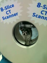 The company offers three customizable plans. Ct Scans Made Affordable With Pet Insurance