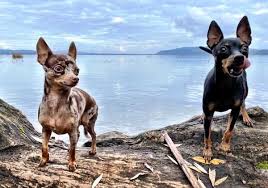 Maybe you would like to learn more about one of these? Chihuahua Bite Force Psi Dog Leash Pro