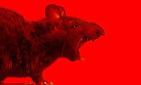 Koalas are very cute animals. Man V Rat Could The Long War Soon Be Over Science The Guardian