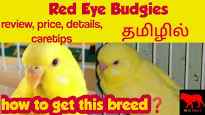 Contact budgies as pets on messenger. Red Eye Budgies In Tamil Red Eye Budgies Price In Tamil Petstamila Tamil Budgies Birds Youtube