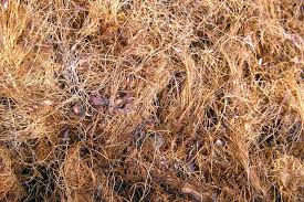 As the empty fruit bunches from a mill is incinerated and may causes pollution, the production of biogas with empty fruit bunches can greatly reduce. Empty Fruit Bunch Gasifier Ankur Scientific