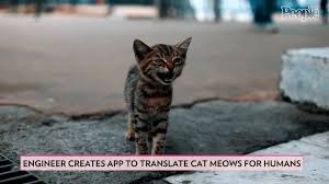 Drsophiayin.com presents a video showing how rewarding a cat for quiet behavior can stop incessant meowing. Former Amazon Engineer Creates App To Translate Cat Meows Into Words Humans Understand Foxcarolina Com