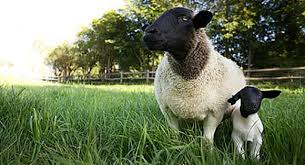 John & molly chester on my favorite documentary of the year. The Biggest Little Farm Film Review Spirituality Practice