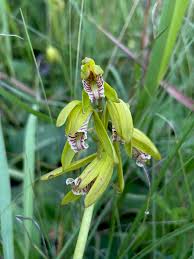 Image result for Nervilia kotschyi