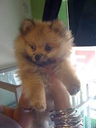 Alopecia In Pomeranians Pommy Mommy