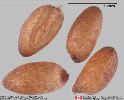 Image result for Eragrostis tef