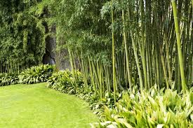 Plantation, taille, arrosage et conseils pour une bonne croissance du bambou. Haie De Bambous Plantation Taille Gamm Vert