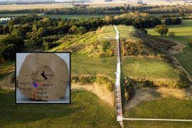 Image result for Hyparrhenia pilgeriana