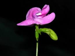 Image result for Vigna vexillata