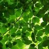 Le piante autunnali da interno includono sia sempreverdi che fiori tipici di questa stagione come i crisantemi. Https Encrypted Tbn0 Gstatic Com Images Q Tbn And9gcrwsmpijyphnajevmjrc4q1xydjmngtg1z8oxwgapcmwfqvvjma Usqp Cau