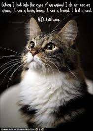 Wisdom Cats Cat Quotes Crazy Cats
