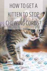 Pin On Cat Tips Training Behavior Guides