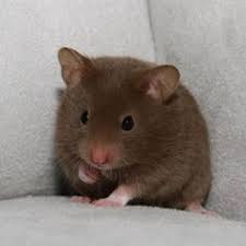 106 Best Hamster Colors Images Syrian Hamster Cute