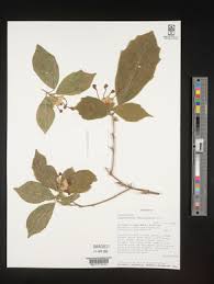 Image result for Clerodendrum fasciculatum