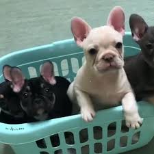Click here to be notified when new french bulldog puppies are listed. Litter Of French Bulldog Puppies Stolen From Their Mum By Burglars Who Smashed Their Way Into House Wales Online
