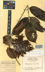 Image result for Trichoscypha lucens