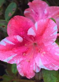 Pin On Awesome Azaleas