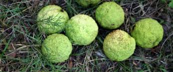 Image result for hedge apples