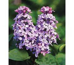 Syringa Fragrant Lilac Shrubs From White Flower Farm Fragrant Shrubs For Sal White Flower Farm Lilac Flowers Syringa