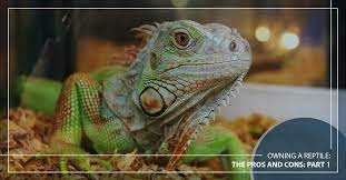 Reptiles are increasingly becoming the pet of choice for many households. Owning A Reptile The Pros And Cons Part 1 2nd Street Animal Hospital